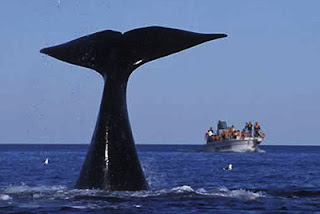 La cola de ballena fura del agua, en Península Valdés Tailing