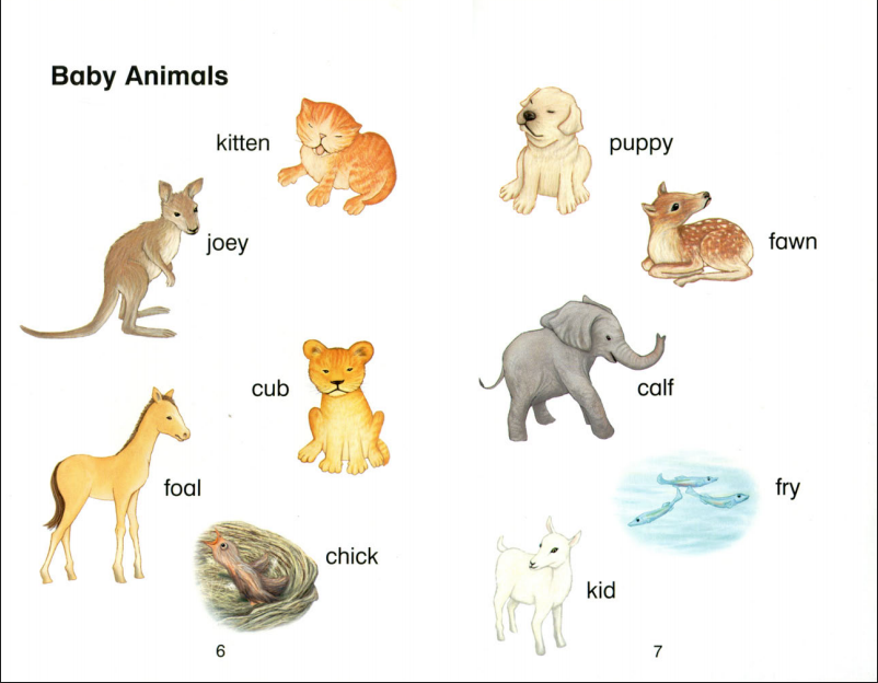 علم طفلك اسماء صغار الحيوانات بالانجليزية
