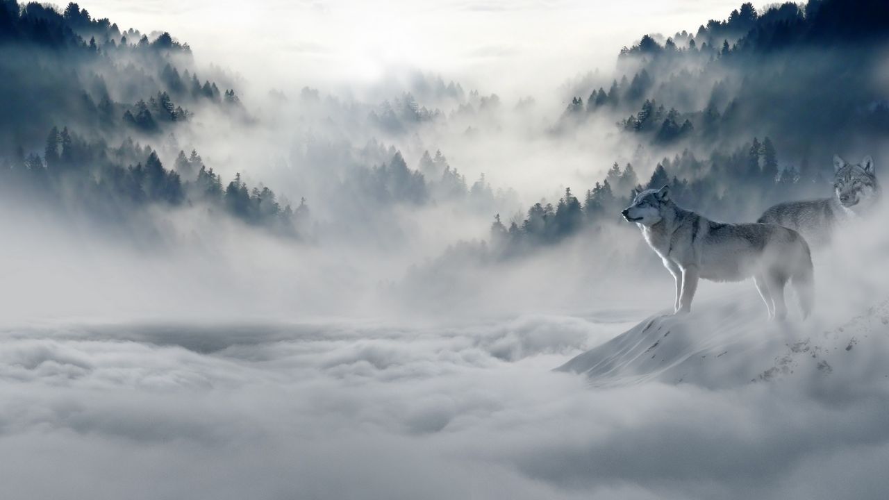 Wallpaper Wolf Wolves Predators Fog Snow Mountains