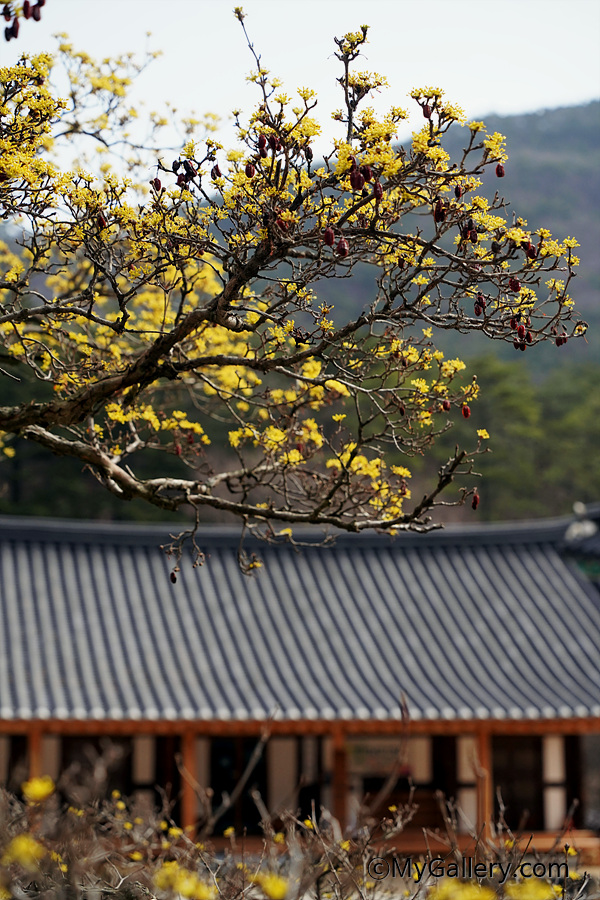 Naesosa-Temple