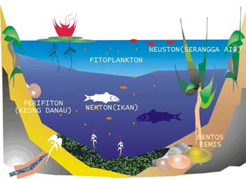 Biologi Kelas X Contoh Ekosistem  Biologi Kelas