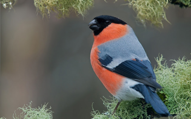 Bullfinch Sparrow