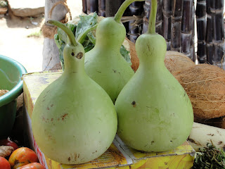 GOURD ( लौकी )