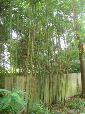 Bamboo In Florida6