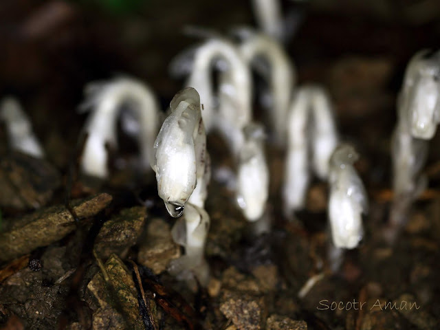 Monotropa uniflora