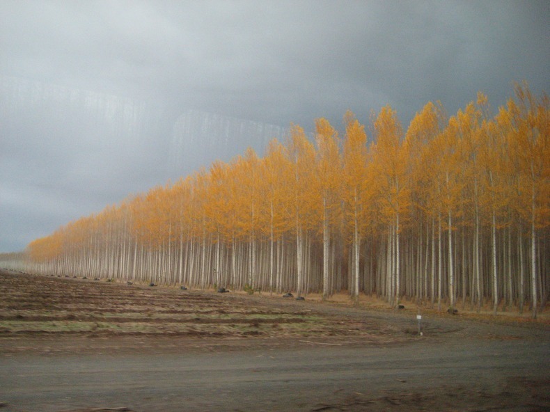 boardman-tree-farm-7 boardman-tree-farm-7