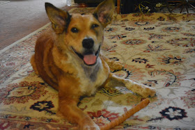 happy dog with himalayan dog chew bully stick