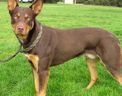 Avustralya Kelpie Köpeği (Australian Kelpie Dog) Hakkında Bilgiler