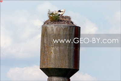 Skorodne. Three storks on a tilted water tower