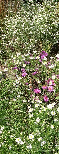 White aster (A. ericodes)