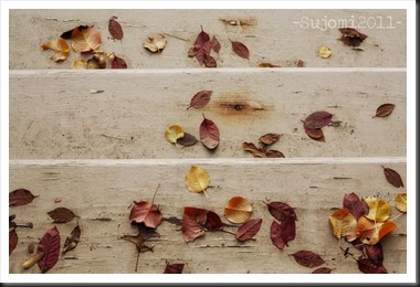 2011 11 09 _MG_6678w