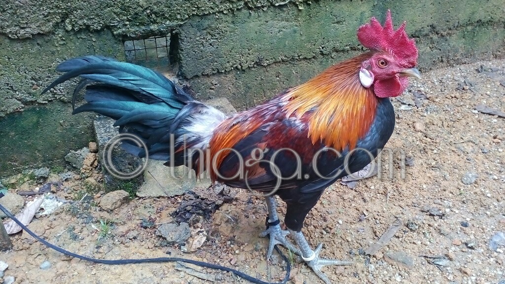  Gambar  Ayam  Ekor  Panjang Kumpulan Gambar  Oke Free Untuk Anda