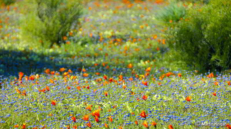 Park paved in flowers