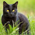 Μία απόλυτα Μαύρη Γάτα!