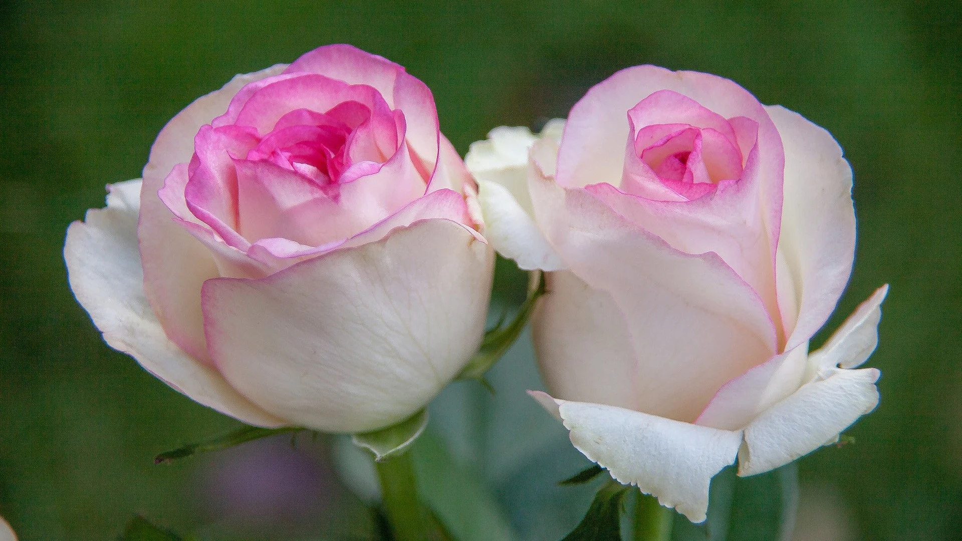 Pink White Roses with leaves HD Wallpaper