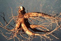 La raíz del ginseng o ginsén en medicinas