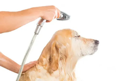 Dog Grooming Shampoo