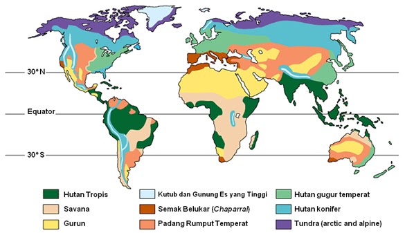 Contoh Hewan Insektivora Adalah - Gamis Murni