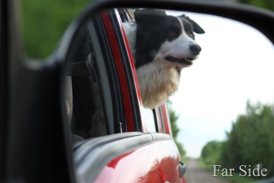 Chance hanging out the back window