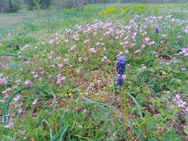 Typical low growing vegetation on the Butte aux Chilloux, Chinon, Indre et Loire, France. Photo by Loire Valley Time Travel.