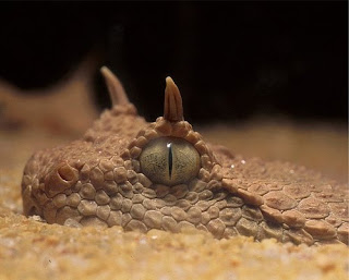The Desert Horned Viper  with its Anvil Shaped Head, Satanic Horns and Cat Like Eyes