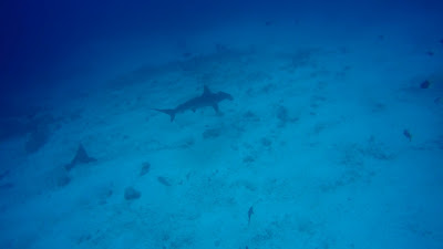 Un requin marteau