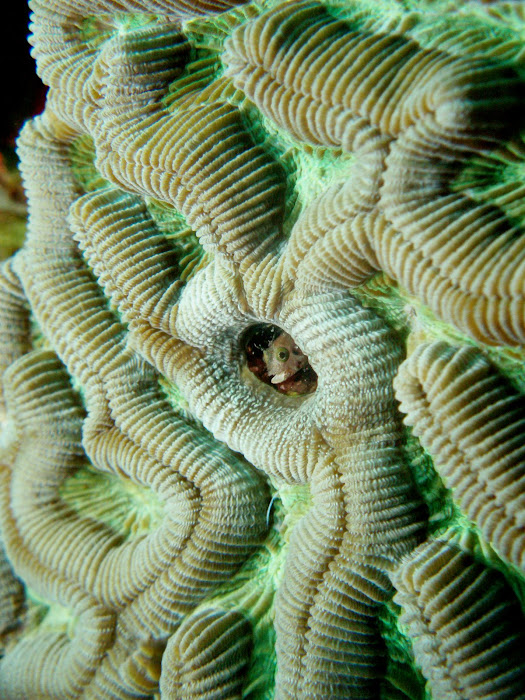 Blenny