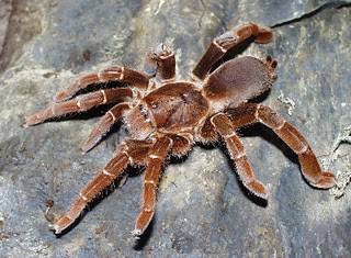 baboon spider