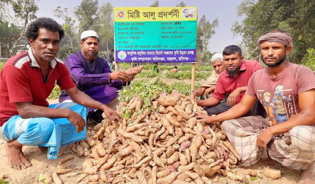 মিষ্টি আলু চাষে সফল কৃষক সেলিম মিয়া।।BDNews.in