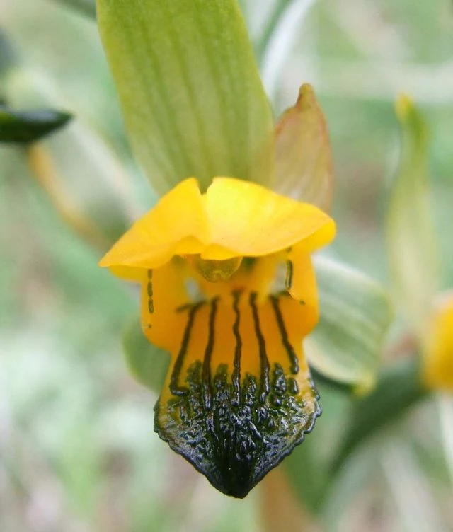 Orquídeas chilenas