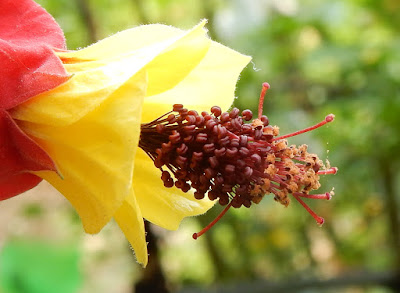 蔓性風鈴花的花