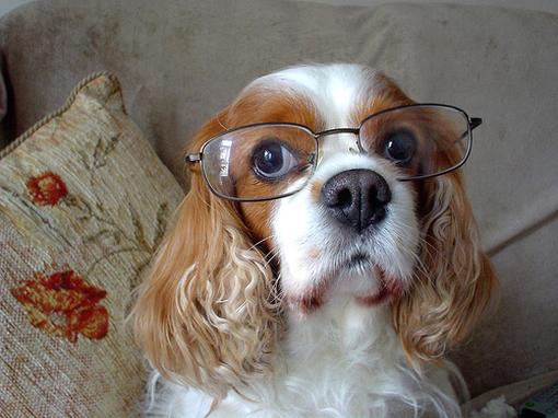 dog with glasses, dogs wear glasses, dogs and glasses, cute dog pictures