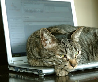 kucing tidur di laptop