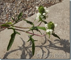 DSCF0261bis