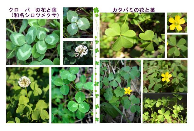 美しい花の画像 綺麗なクローバー 黄色い 花 美しい花の画像 綺麗なクローバー 黄色い 花