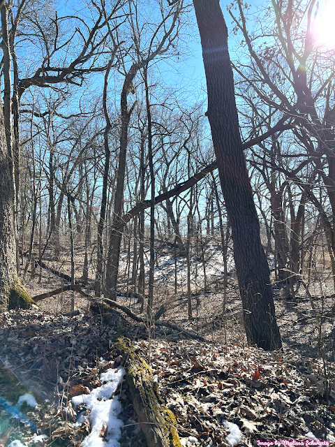 Looking down towards the wooded valley in the winter forest of Kilbuck Bluffs Forest Preserve.