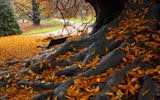 Arboles y Bosques en Otoño