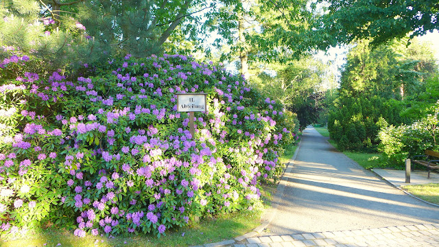 Rhododendronbüsche Leipziger Südfriedhof Blütezeit Mai bis Juni