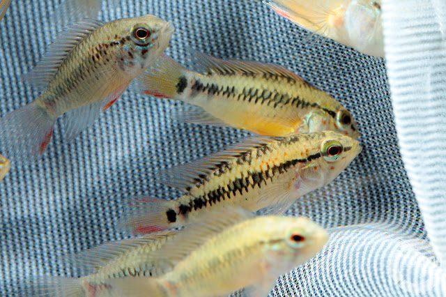 Apistogramma sp. D21