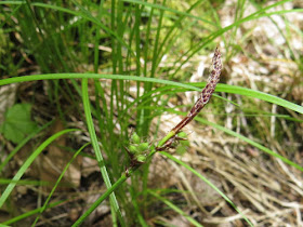 Pennsylvania Sedge