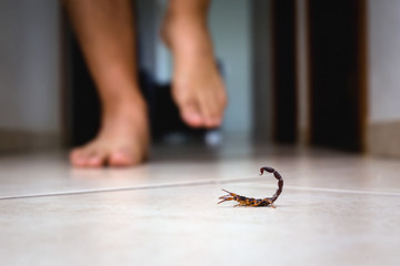 Escorpiões lideram em acidentes peçonhentos no Distrito Federal