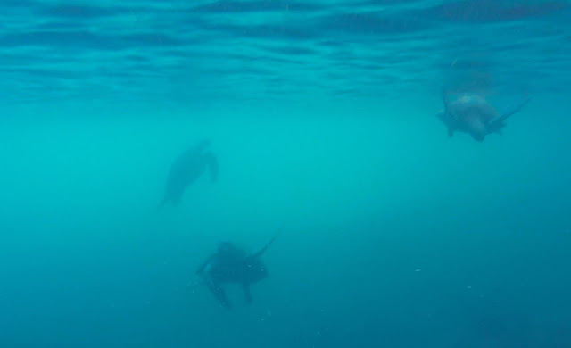 Snorkel en Punta Vicente Roca, Isla Isabela, Islas Galápagos