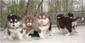 Alaskan Malamute puppies