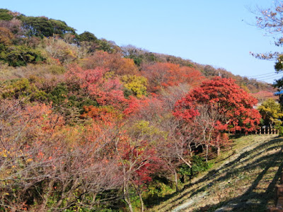  浄明寺緑地の紅葉