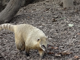 2016.09.02-048 coati