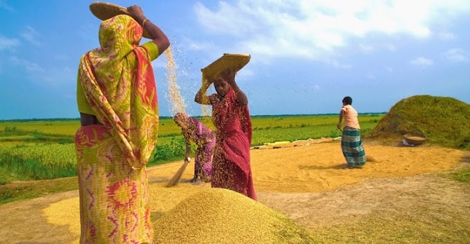 নতুন ধানে নবান্ন