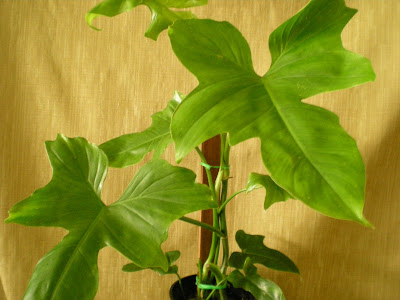 Philodendron Golden Dragon care