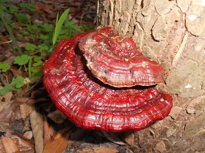 Ganoderma Mushroom Company in Krishna, Andhra Pradesh