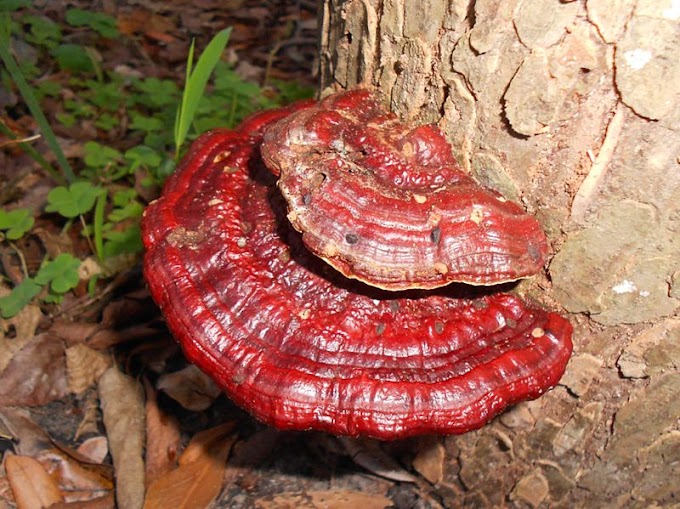 Ganoderma Mushroom Company in Krishna, Andhra Pradesh | Mushroom Company | Biobritte mushroom company