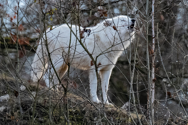 Howl / Wolf © Chris Zintzen @ panAm productions 2019